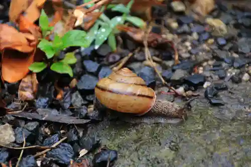 豊景神社の動物
