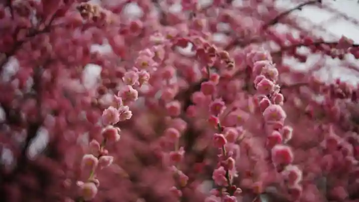 城南宮(京都府)