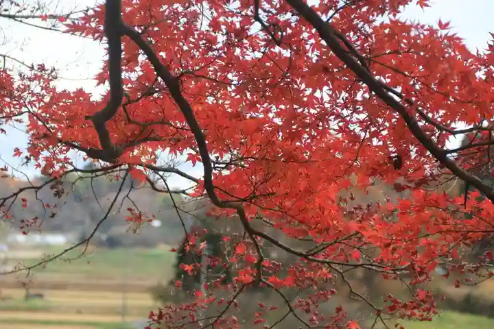 長屋神社の自然
