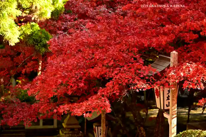 最乗寺(道了尊)(神奈川県)
