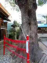 三輪神社の自然