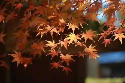 滑川神社 - 仕事と子どもの守り神の自然