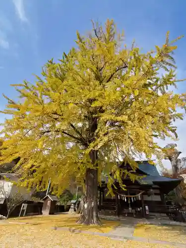 賀羅加波神社の自然