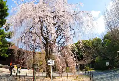 大報恩寺（千本釈迦堂）(京都府)