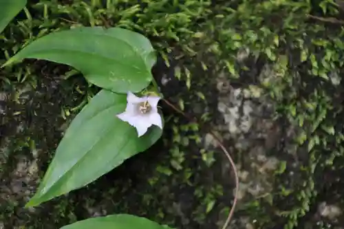 三春大神宮の自然