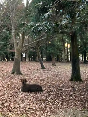 春日大社の動物