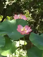 廣隆寺(京都府)