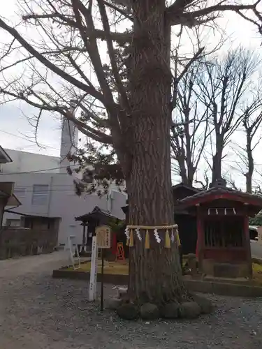 取手八坂神社の自然