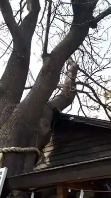 札幌諏訪神社のその他建物