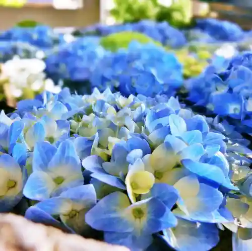立志神社の手水舎