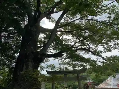 八坂神社の自然