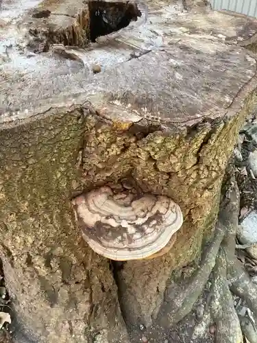 五社稲荷社の自然