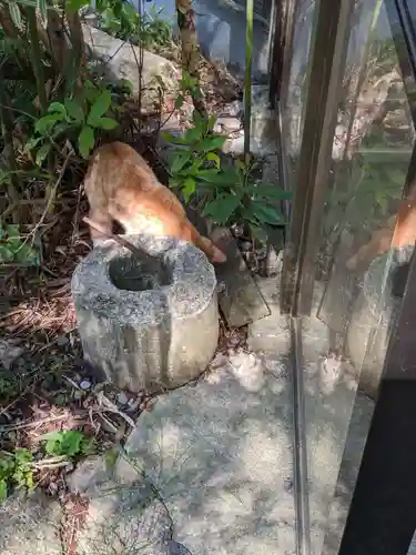 恋の水神社の動物