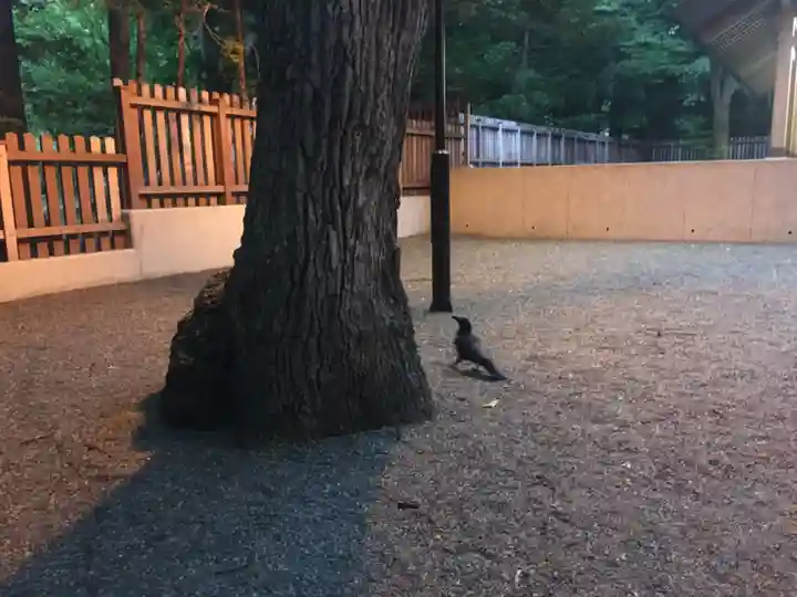 開拓神社の動物