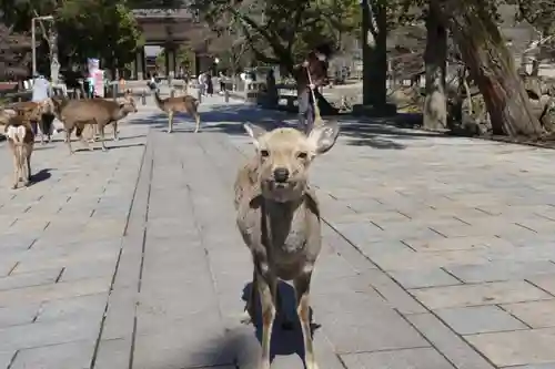 東大寺 法華堂（三月堂）の動物