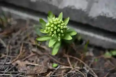 宝壽山 吉祥院(北海道)