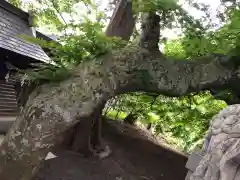 亀麿神社の自然