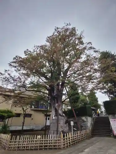 白山神社の自然