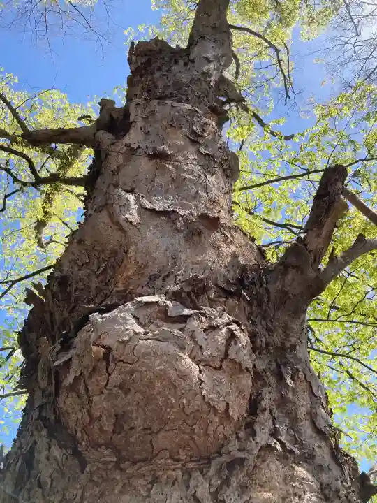 新海三社神社(長野県)