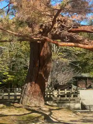 橿原神宮(奈良県)