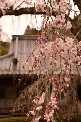 法蓮寺(愛媛県)