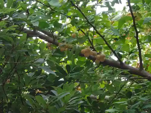 菊名神社の自然