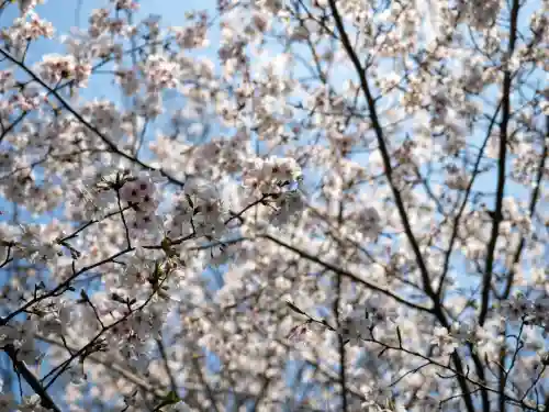 大宮八幡宮の{uncategorized: "未分類", other: "その他", undefined: "問題あり", building: "その他建物", grave: "お墓", sacred_gate: "鳥居", guardian: "狛犬", statue: "像", buddha: "仏像", history: "歴史", nature: "自然", garden: "庭園", animal: "動物", pagoda: "塔", temizu: "手水舎", mountain_gate: "山門・神門", sanctuary: "本殿・本堂", subordinate: "末社・摂社", art: "芸術", scenery: "景色", jizo: "地蔵", ema: "絵馬", goshuin: "御朱印", omikuji: "おみくじ", items: "授与品その他", amulet: "お守り", goshuincho: "御朱印帳", eats: "食事", festival: "お祭り", votive_dance: "神楽", shichigosan: "七五三参", wedding: "結婚式", experience: "体験その他", initially: "初詣", around: "周辺", anti_infection: "感染症対策"}