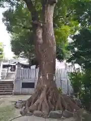 多田神社の自然