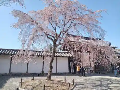 醍醐寺(京都府)