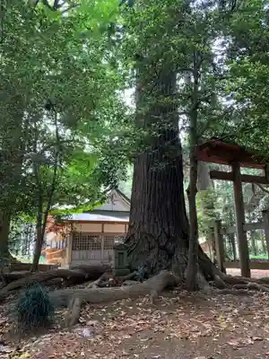 大宮神社(千葉県)