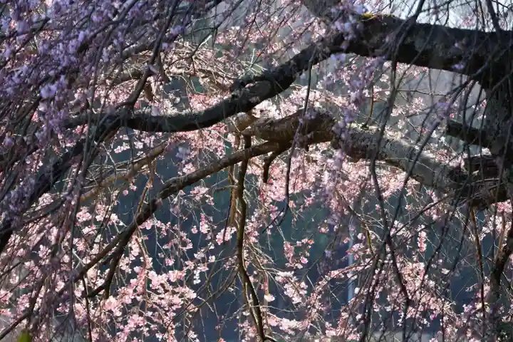 大六天麻王神社の自然