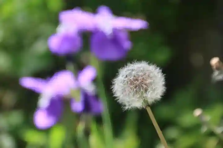 阿邪訶根神社の庭園