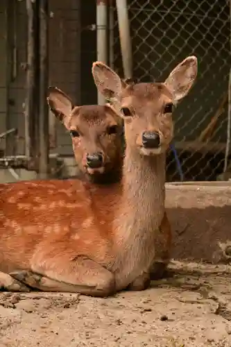 鹿島神社(愛媛県)