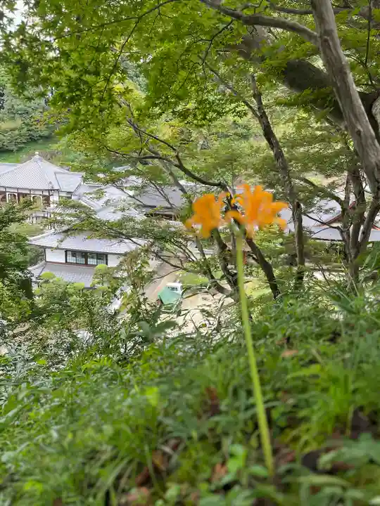 岡寺(龍蓋寺)(奈良県)