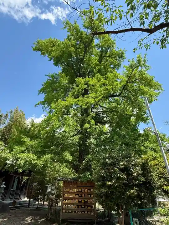 子之神社(神奈川県)