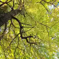 日枝神社(神大寺)(神奈川県)