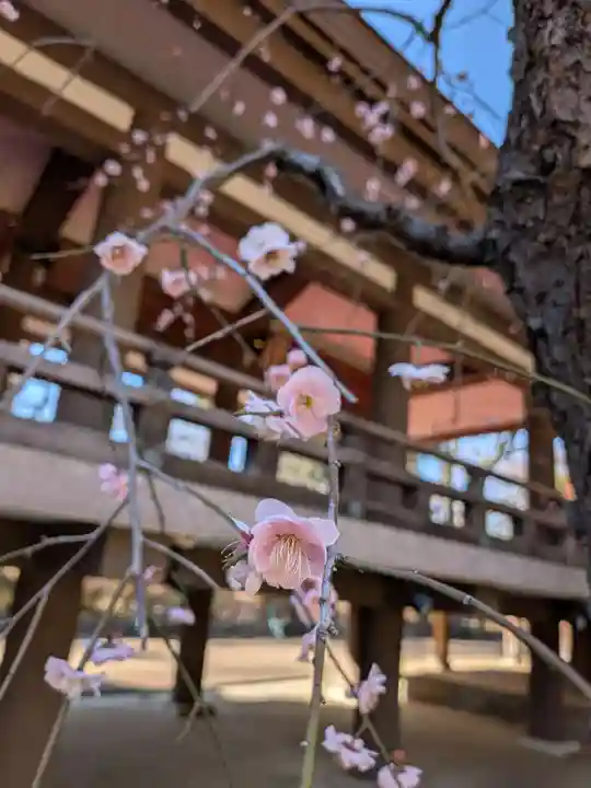 妙法寺(東京都)