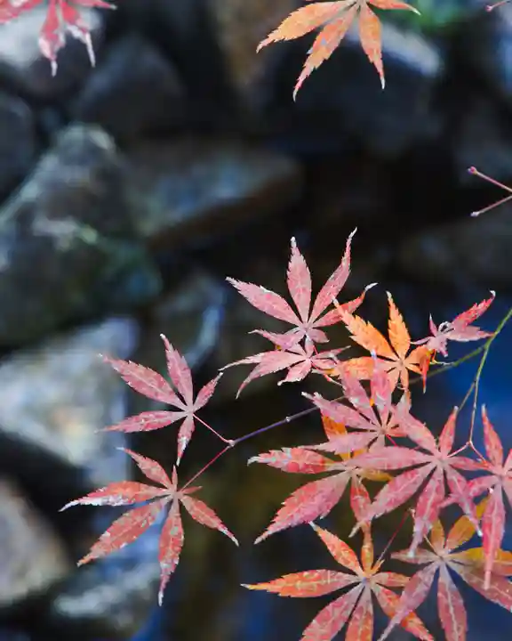東京大神宮(東京都)