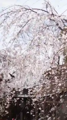 平野神社(京都府)