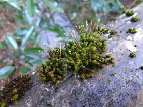 国造神社(熊本県)