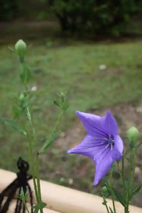 智積院(京都府)