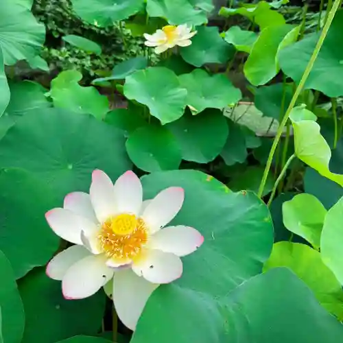 伊勢の国 四天王寺(三重県)
