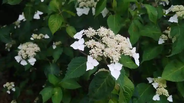 柳谷観音 楊谷寺の自然