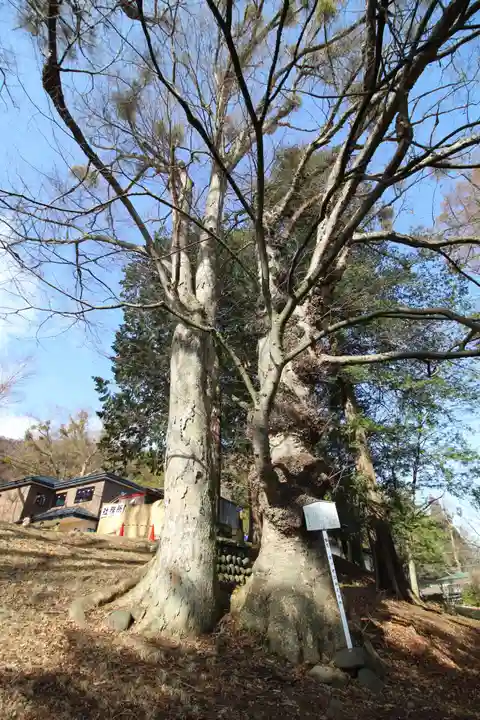 諏訪大社上社前宮の自然