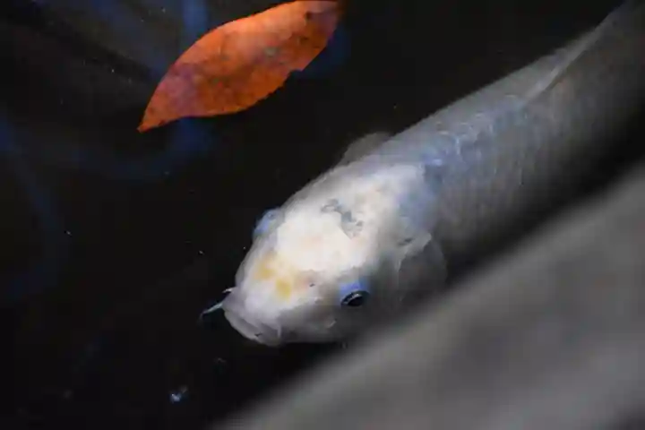 葛原岡神社の動物