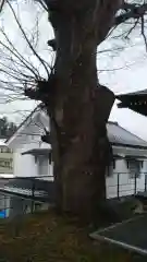 二階堂神社の自然