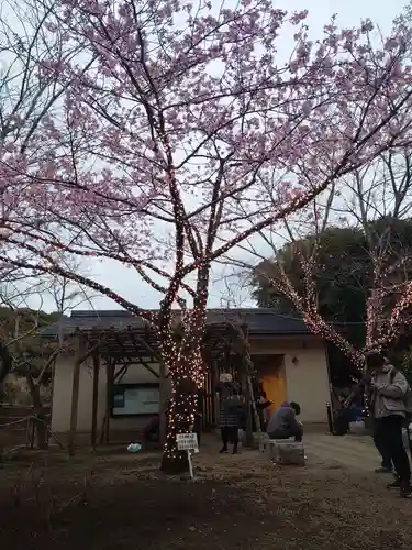 江島神社の自然