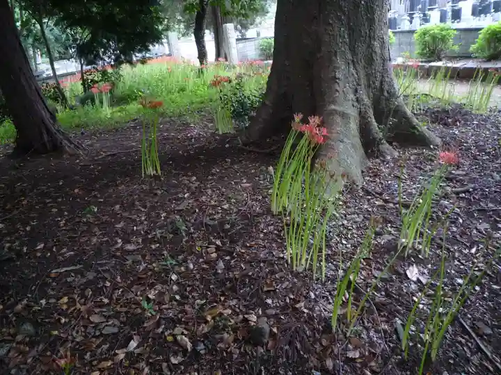 神田山延命院の自然