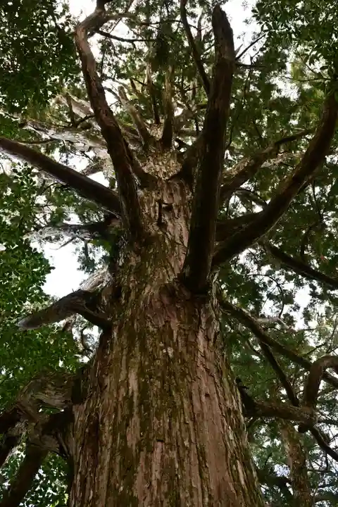 高峯神社(高知県)