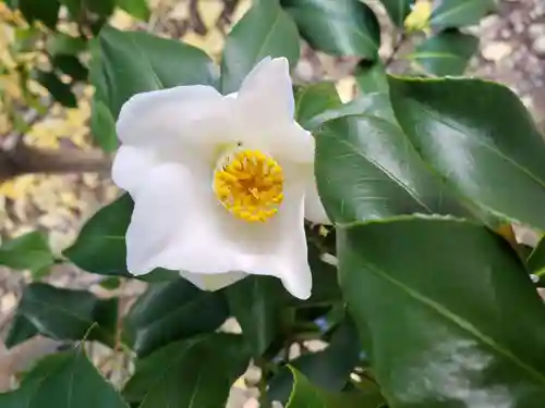 成子天神社の自然